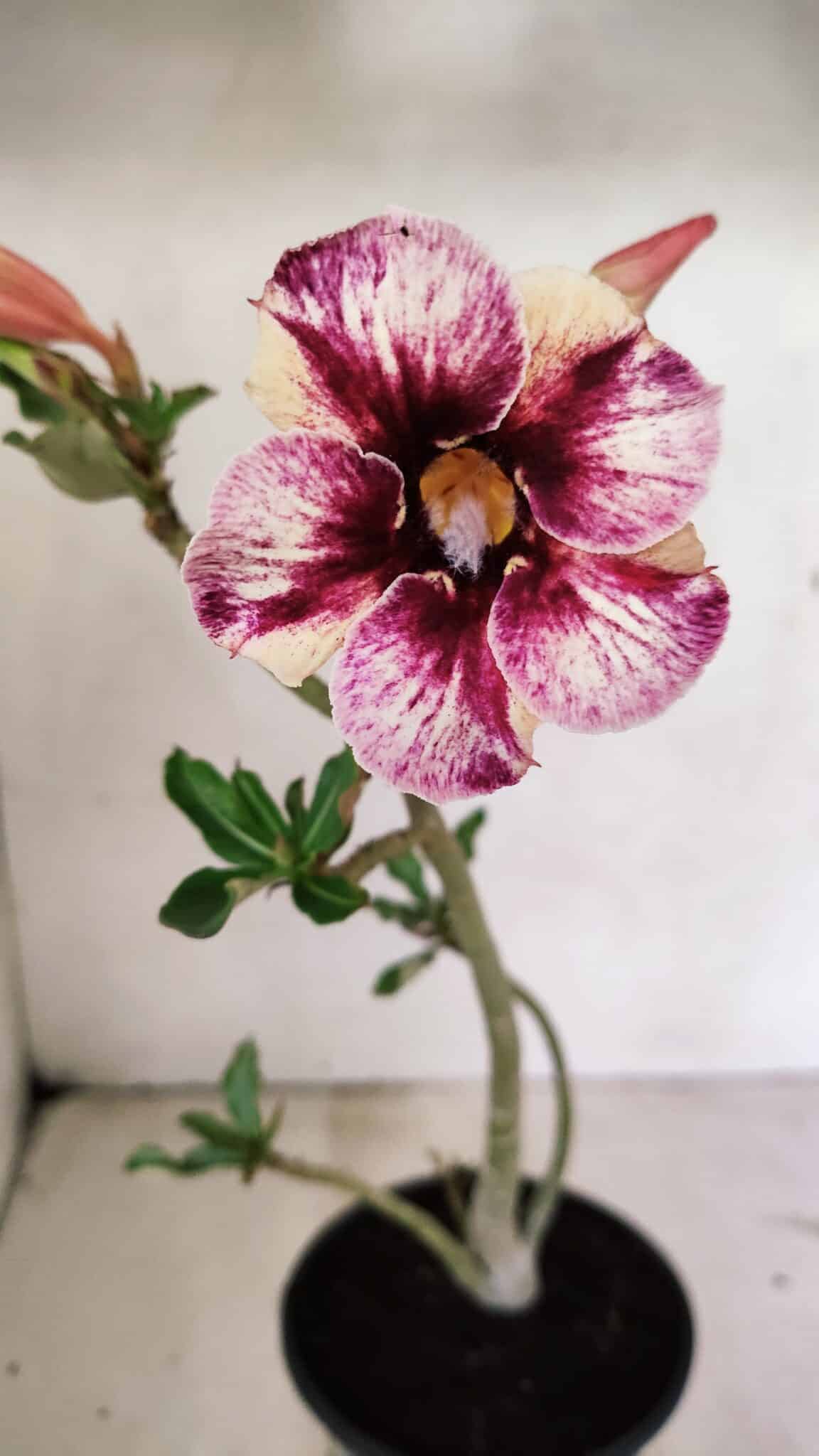 SIMPLES 3318 (5) Planta Simples 3318 – 30cm – 02 anos - Imagem 1