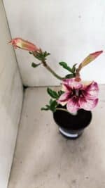 Planta Simples 3318 – 30cm – 02 anos - Imagem 4