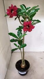 Planta Simples 3319 – 35cm – 03 anos - Imagem 2