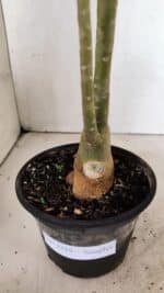 Planta Simples 3319 – 35cm – 03 anos - Imagem 6