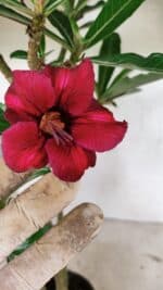 Planta Simples 3319 – 35cm – 03 anos