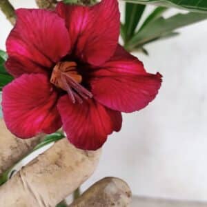 Planta Simples 3319 – 35cm – 03 anos