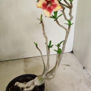 Planta Simples 3320 – 35cm – 03 anos