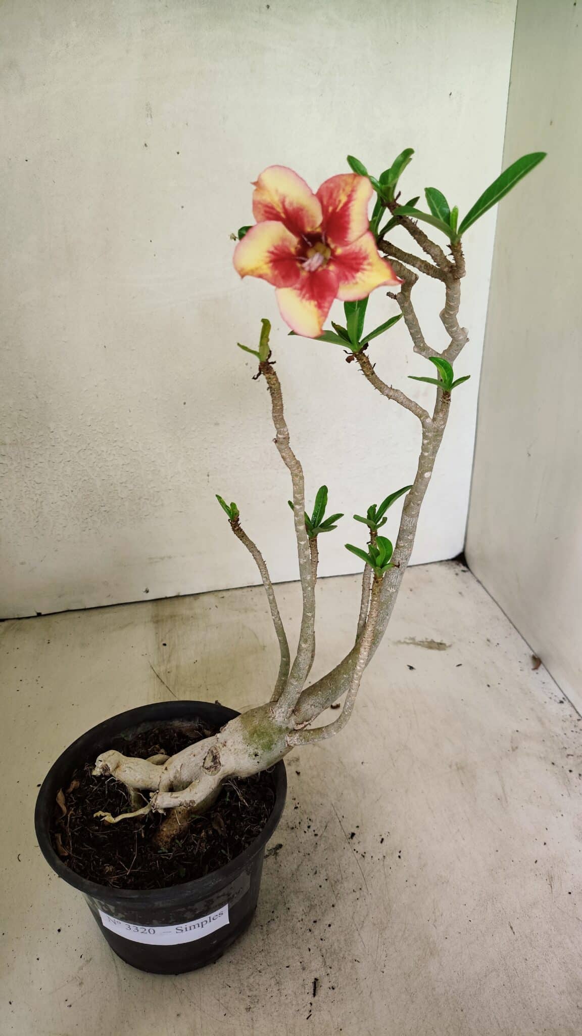 SIMPLES 3320 (1) Planta Simples 3320 – 35cm – 03 anos - Imagem 1