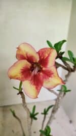 Planta Simples 3320 – 35cm – 03 anos - Imagem 3