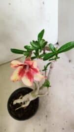 Planta Simples 3320 – 35cm – 03 anos - Imagem 4