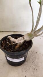 Planta Simples 3320 – 35cm – 03 anos - Imagem 5