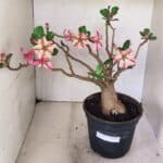 Planta Simples 3321 – 40cm – 04 anos