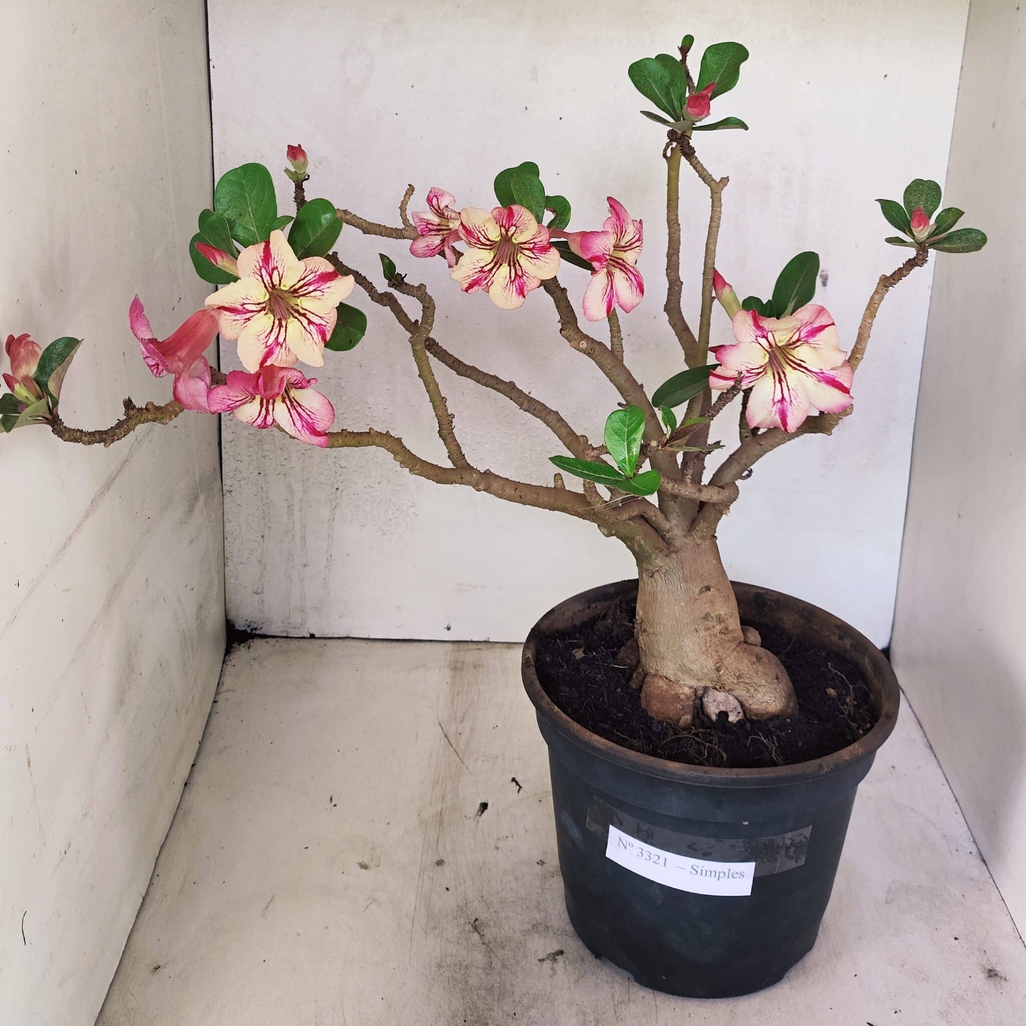 SIMPLES 3321 (1) Planta Simples 3321 – 40cm – 04 anos - Imagem 1