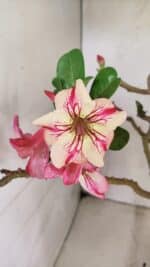 Planta Simples 3321 – 40cm – 04 anos - Imagem 4