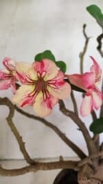 Planta Simples 3321 – 40cm – 04 anos - Imagem 3