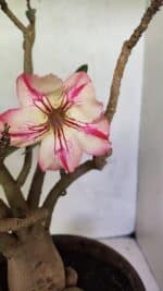 Planta Simples 3321 – 40cm – 04 anos - Imagem 7