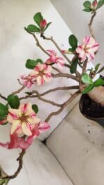 Planta Simples 3321 – 40cm – 04 anos - Imagem 5