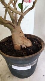 Planta Simples 3321 – 40cm – 04 anos - Imagem 10