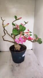 Planta Simples 3321 – 40cm – 04 anos - Imagem 9