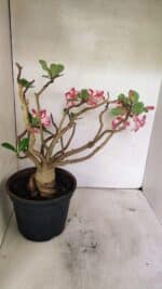 Planta Simples 3321 – 40cm – 04 anos - Imagem 8