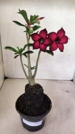 Planta Simples 3322 – 35cm – 03 anos - Imagem 2