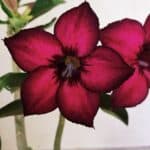 Planta Simples 3322 – 35cm – 03 anos