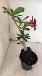 Planta Simples 3322 – 35cm – 03 anos - Imagem 7