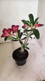 Planta Simples 3322 – 35cm – 03 anos - Imagem 6