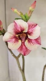 Planta Simples 3323 – 35cm – 03 anos