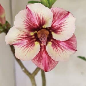 Planta Simples 3323 – 35cm – 03 anos