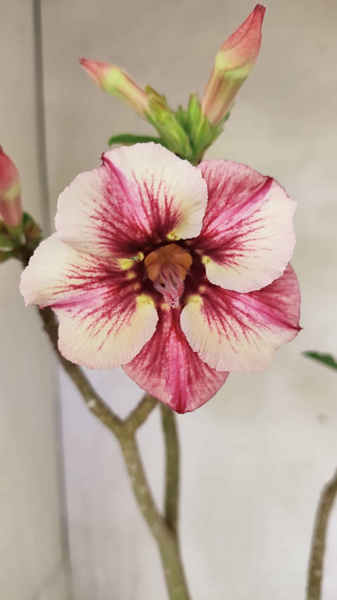 SIMPLES 3323 (2) Planta Simples 3323 – 35cm – 03 anos - Imagem 1