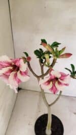 Planta Simples 3323 – 35cm – 03 anos - Imagem 5