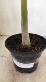 Planta Simples 3323 – 35cm – 03 anos - Imagem 8