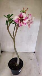 Planta Simples 3323 – 35cm – 03 anos - Imagem 7