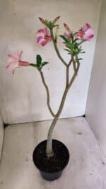 Planta Simples 3323 – 35cm – 03 anos - Imagem 6