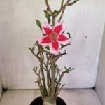 Planta Simples 3324 – 40cm – 03 anos