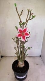 Planta Simples 3324 – 40cm – 03 anos