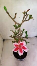 Planta Simples 3324 – 40cm – 03 anos - Imagem 4