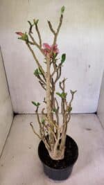 Planta Simples 3324 – 40cm – 03 anos - Imagem 6