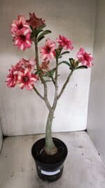 Planta Simples 3325 – 35cm – 03 anos - Imagem 2