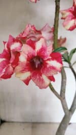 Planta Simples 3325 – 35cm – 03 anos - Imagem 5