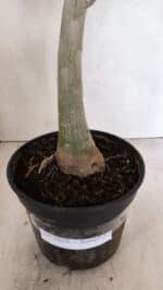 Planta Simples 3325 – 35cm – 03 anos - Imagem 8