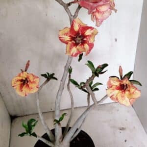 Planta Simples 3326 – 45cm – 03 anos