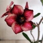 Planta Simples 3327 – 35cm – 03 anos