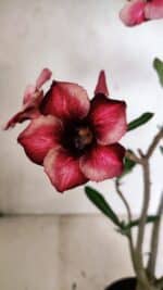 Planta Simples 3327 – 35cm – 03 anos