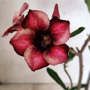 Planta Simples 3327 – 35cm – 03 anos