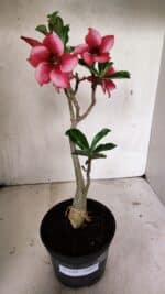 Planta Simples 3328 – 30cm – 02 anos - Imagem 2