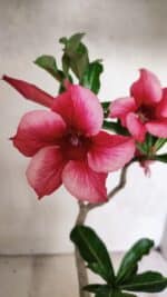 Planta Simples 3328 – 30cm – 02 anos