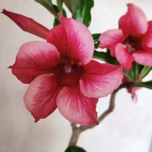 Planta Simples 3328 – 30cm – 02 anos