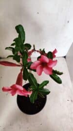 Planta Simples 3328 – 30cm – 02 anos - Imagem 5