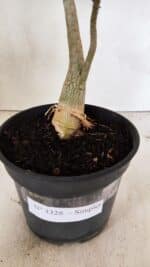 Planta Simples 3328 – 30cm – 02 anos - Imagem 8