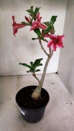 Planta Simples 3328 – 30cm – 02 anos - Imagem 7