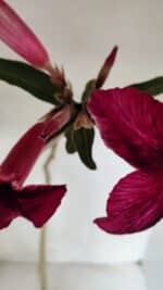 Planta Simples 3329 – 35cm – 03 anos - Imagem 8