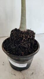 Planta Simples 3329 – 35cm – 03 anos - Imagem 7